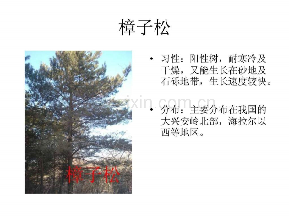 东北植物图片.ppt_第1页