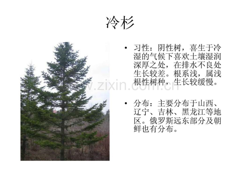 东北植物图片.ppt_第2页