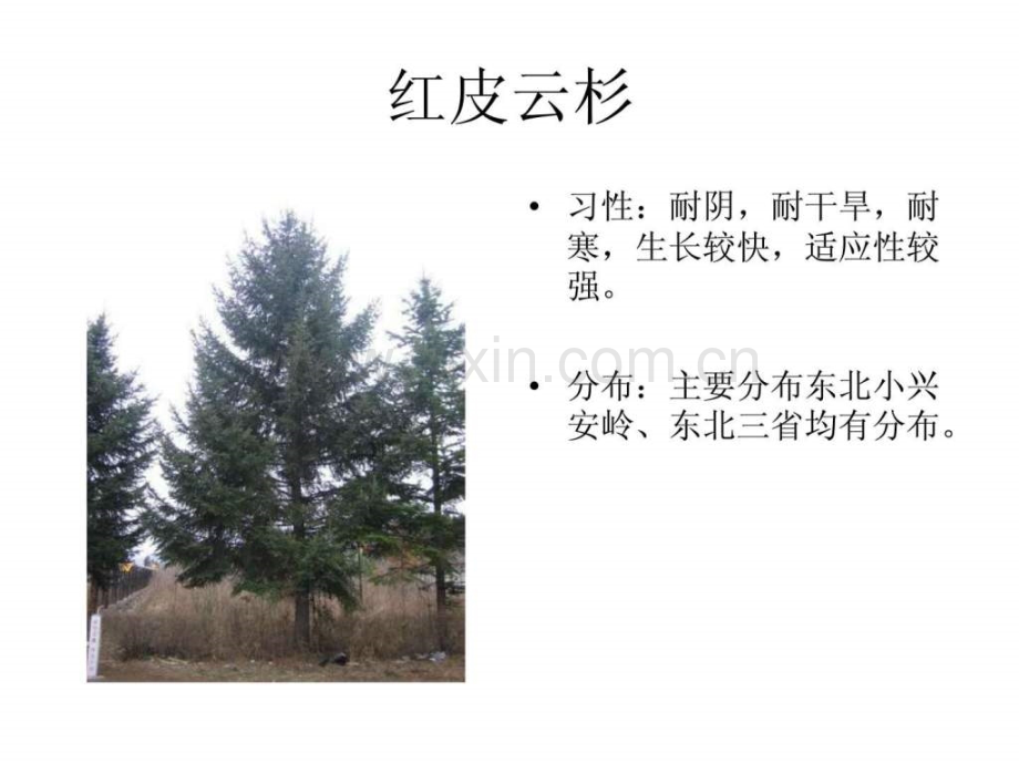 东北植物图片.ppt_第3页