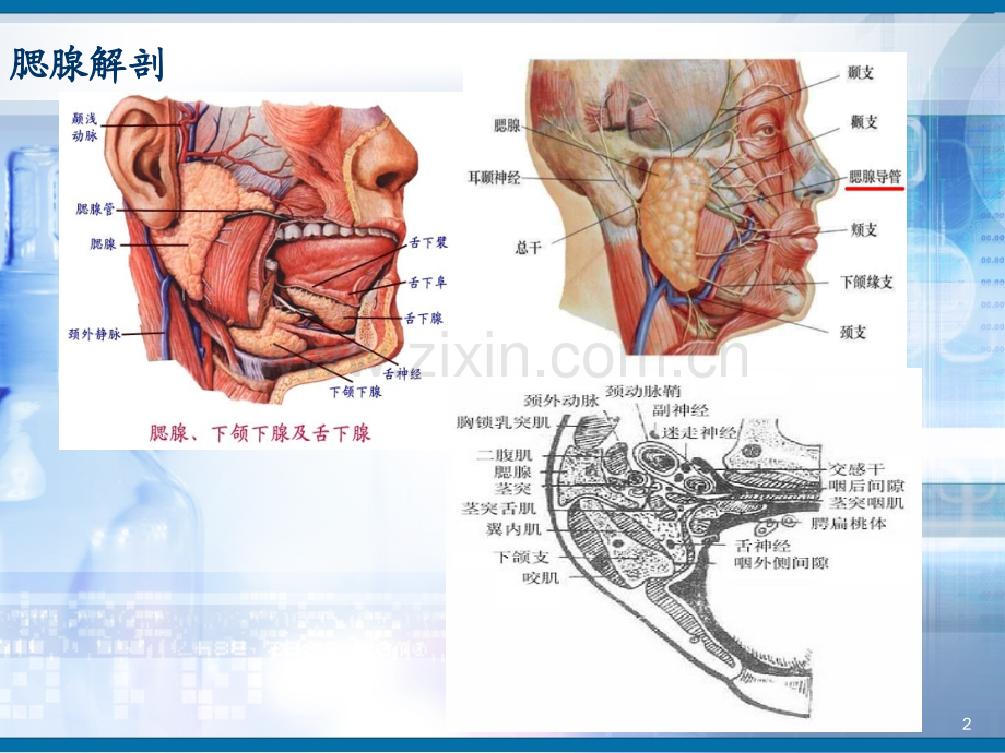 腮腺肿物切除术.ppt_第2页