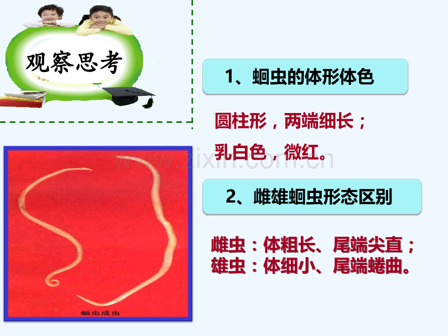 八年级生物上册-5.1.2-线形动物和环节动物-(新版)新人教版.ppt_第3页