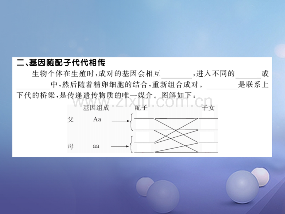 2017年秋八年级生物上册-6.20.3-性状遗传有一定的规律性优质北师大版.ppt_第3页