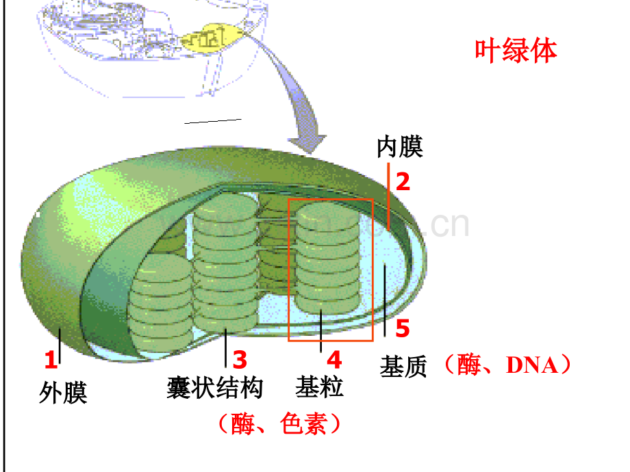 光合作用和呼吸作用专题期末复习.ppt_第2页