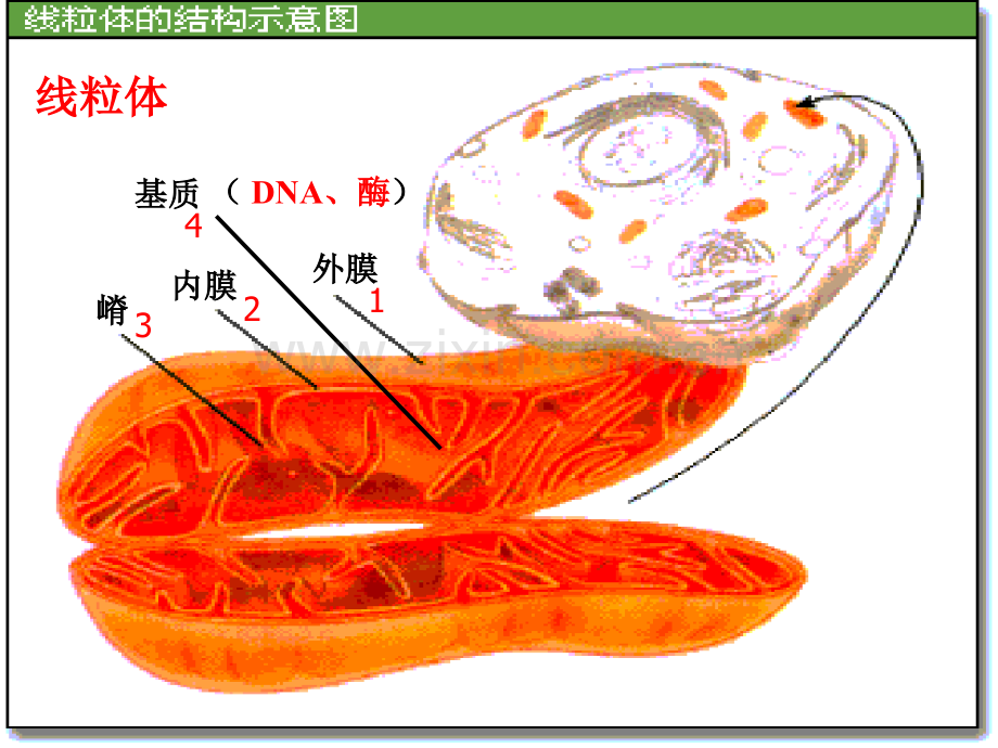 光合作用和呼吸作用专题期末复习.ppt_第3页