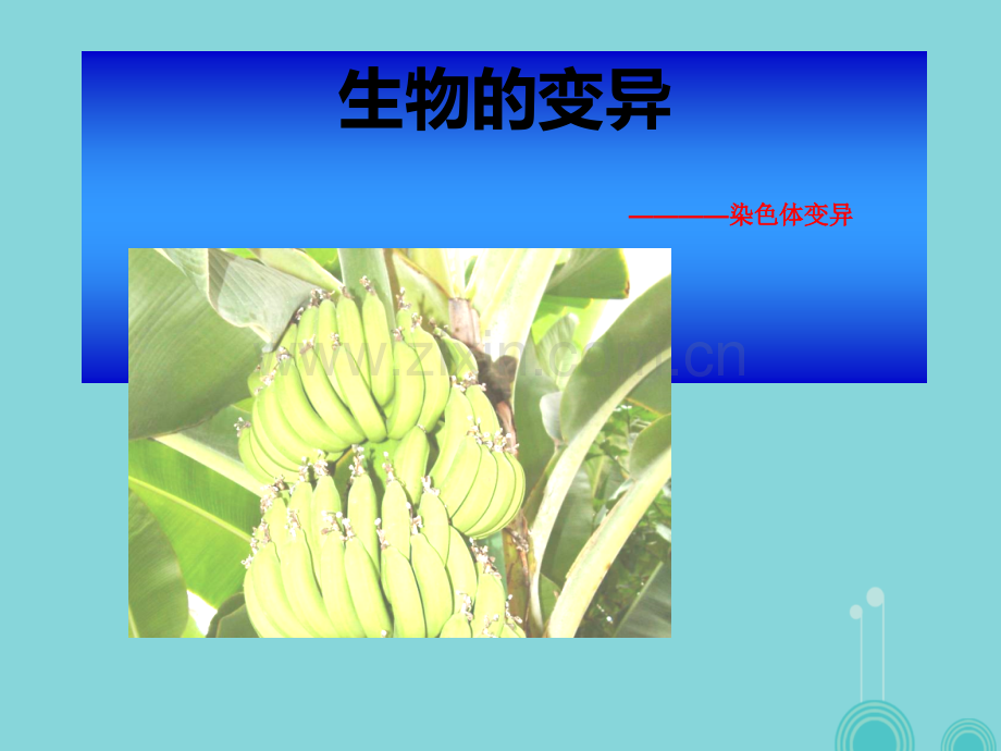 高中生物-5.2-染色体变异-新人教版必修2.ppt_第1页