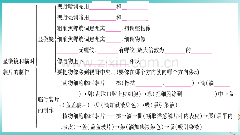 2018秋七年级生物上册-第二单元-生物体的结构知识归纳习题优质北师大版.ppt_第2页