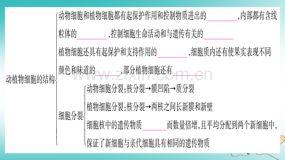 2018秋七年级生物上册-第二单元-生物体的结构知识归纳习题优质北师大版.ppt_第3页