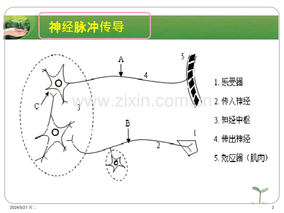 解痉药及肌肉松弛药.ppt_第2页