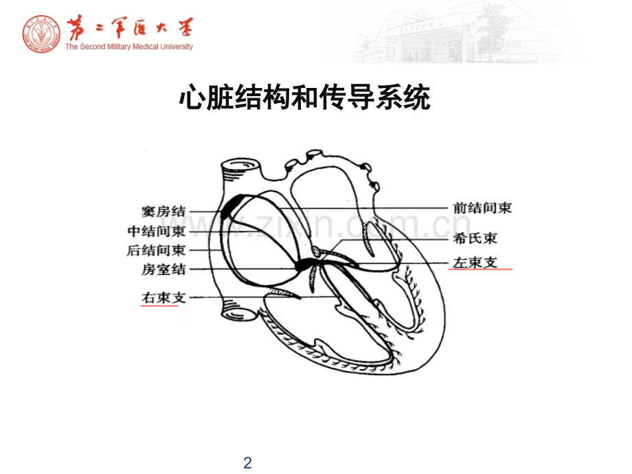 心律失常心电图.ppt_第2页