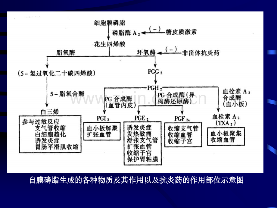 【畜牧】解热镇痛抗炎药.ppt_第3页