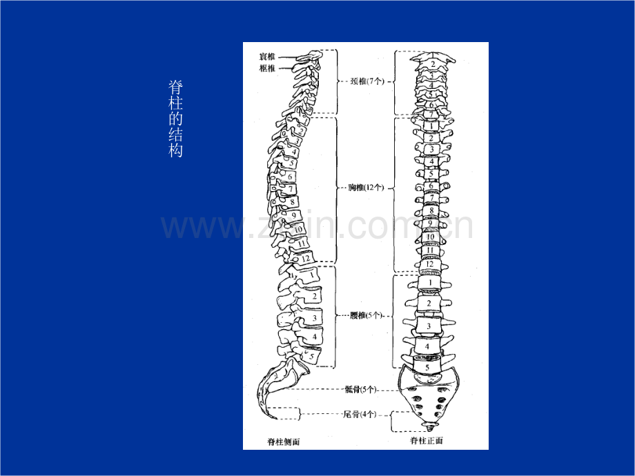 脊髓毁伤康复评定.ppt_第3页