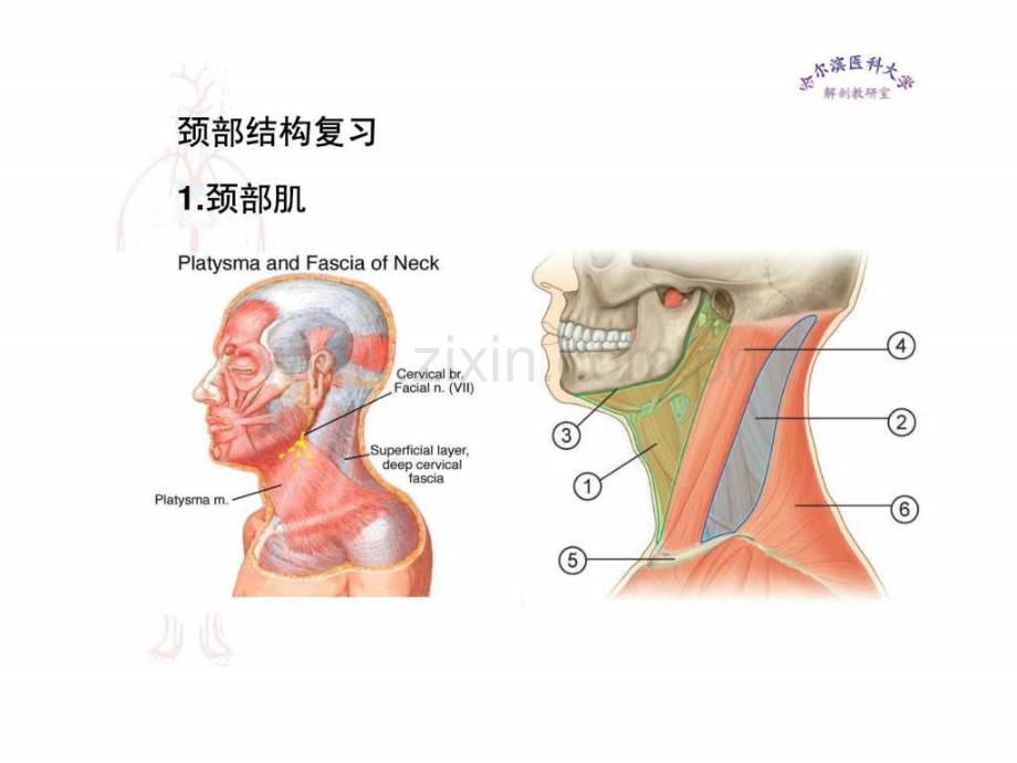 临床医学五制局部解剖学颈部二.ppt_第2页