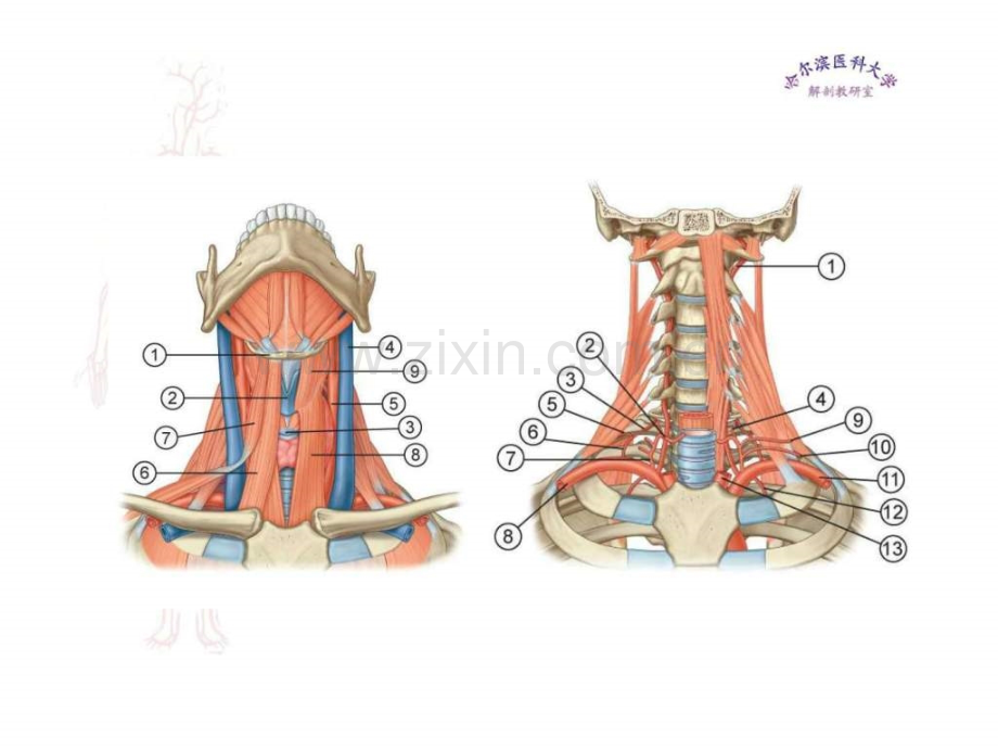 临床医学五制局部解剖学颈部二.ppt_第3页