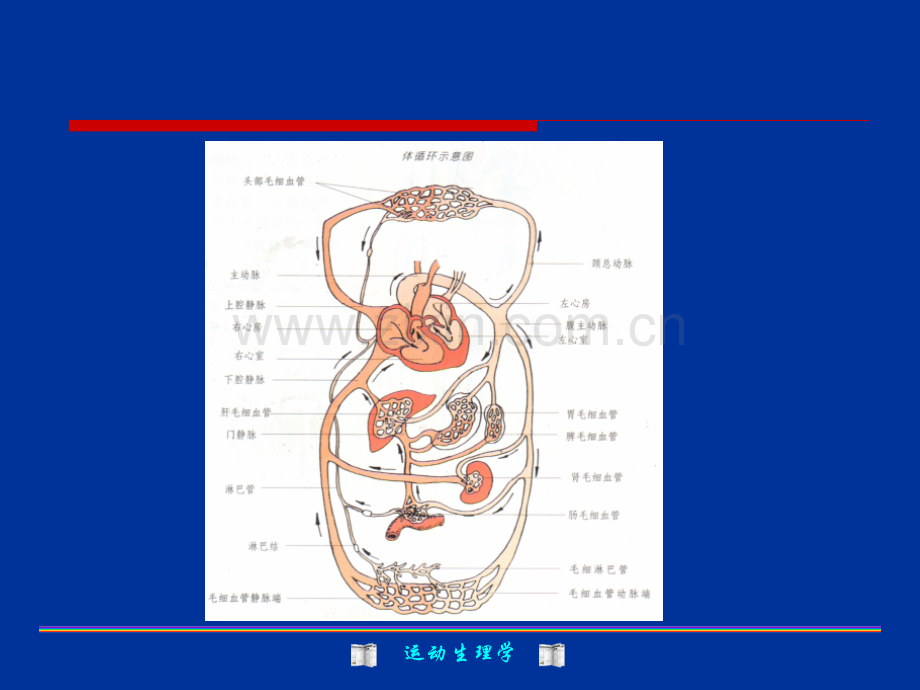 【医学】运动生理学循环与运动.ppt_第3页