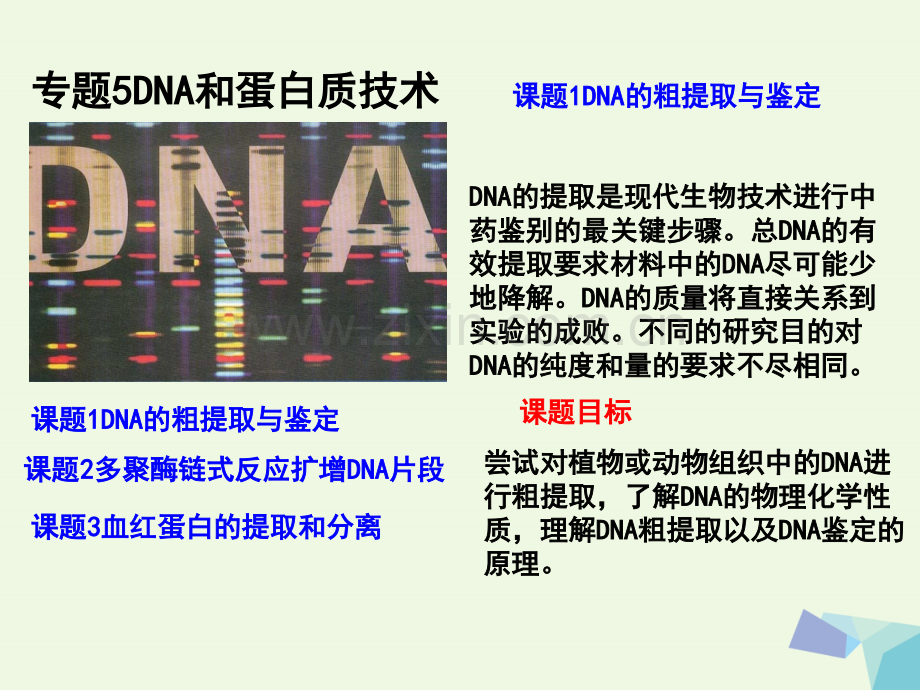 高中生物-专题5-DNA和蛋白质技术-课题1-DNA的粗提取与鉴定-新人教版选修1.ppt_第1页