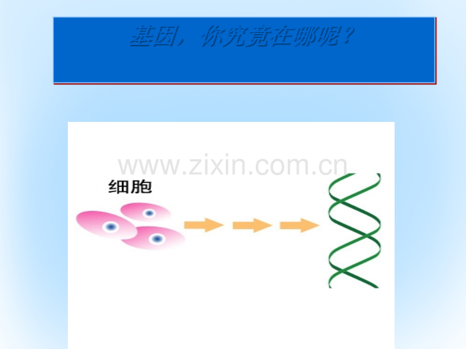 高中生物-第二章-基因和染色体的关系-2.2.1-基因在染色体上教学-新人教版必修2.ppt_第1页