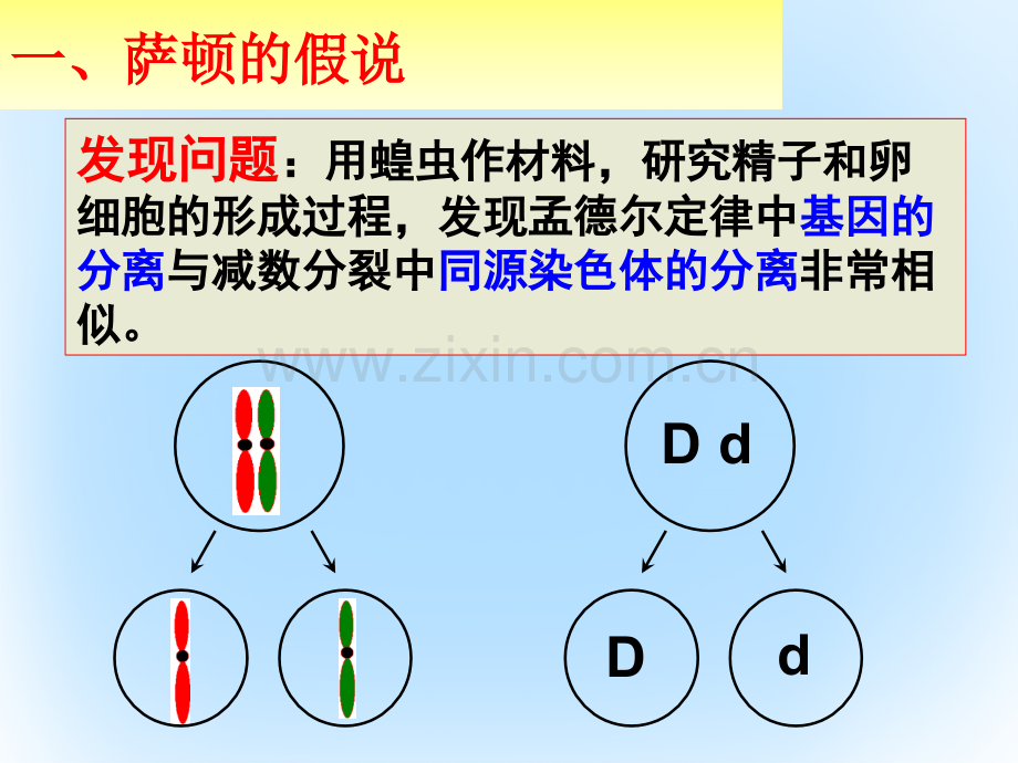 高中生物-第二章-基因和染色体的关系-2.2.1-基因在染色体上教学-新人教版必修2.ppt_第2页