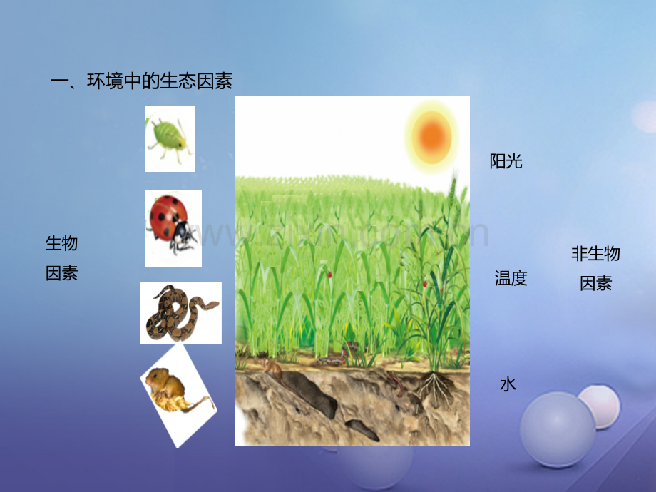 2016-2017学年七年级生物上册-1.2.1-生物与环境的关系-(新版)新人教版.ppt_第3页