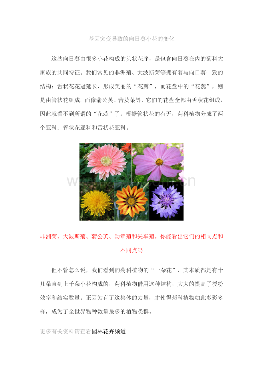 一朵花的组成.docx_第3页