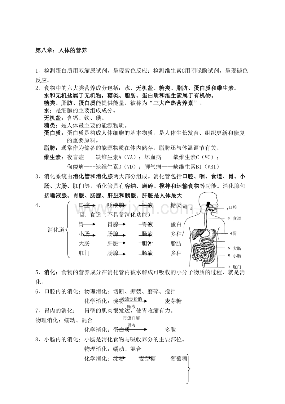 北师大版七年级下册生物复习提纲.docx_第2页