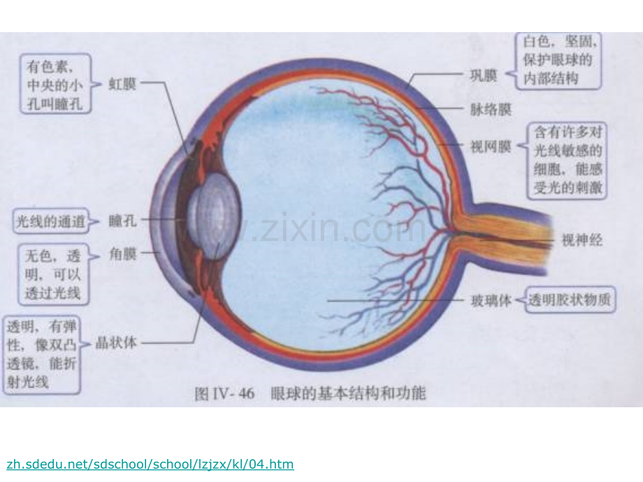 13-糖尿病视网膜病变医学PPT课件.ppt_第2页