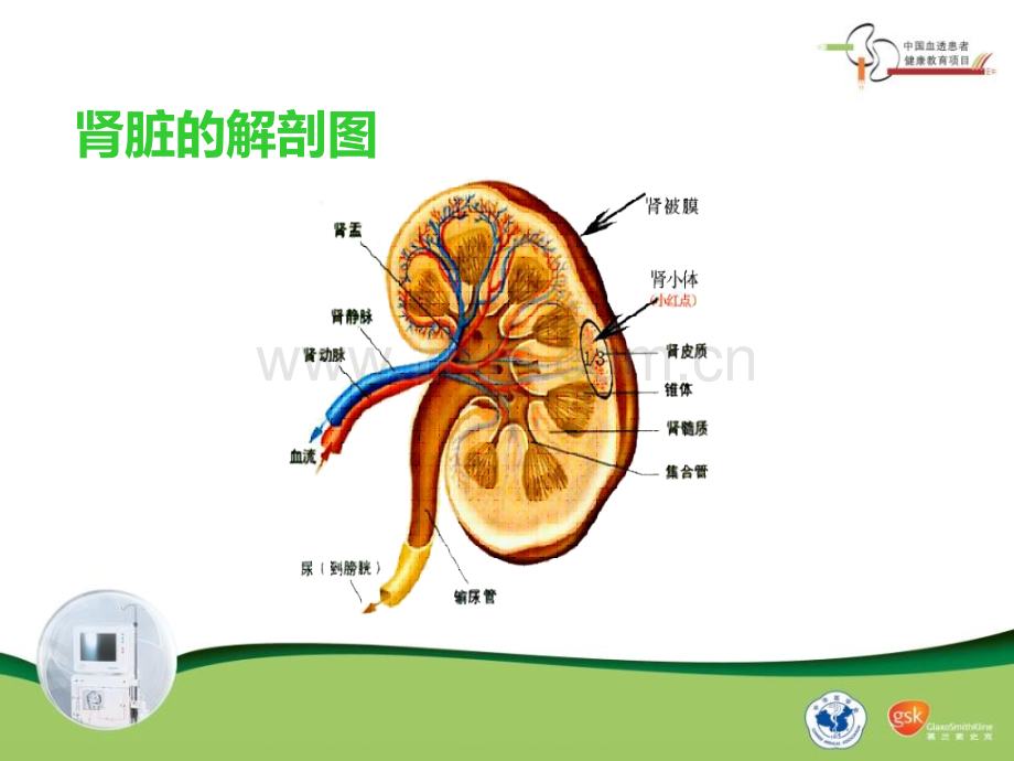 1.什么是慢性肾脏病医学PPT课件.ppt_第3页