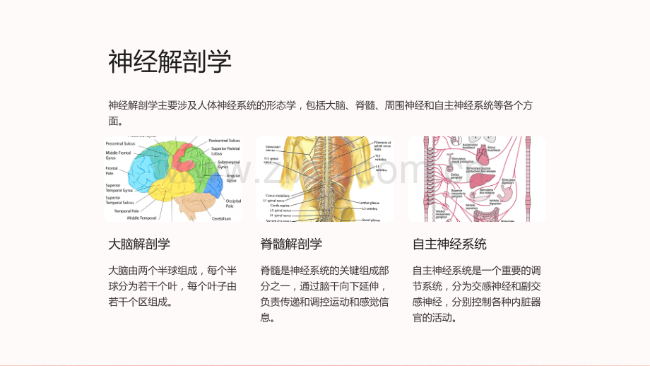 《临床医学课件—神经内科学》.ppt_第3页