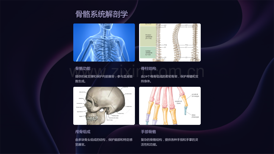 《基础医学课件：人体解剖学》.ppt_第3页