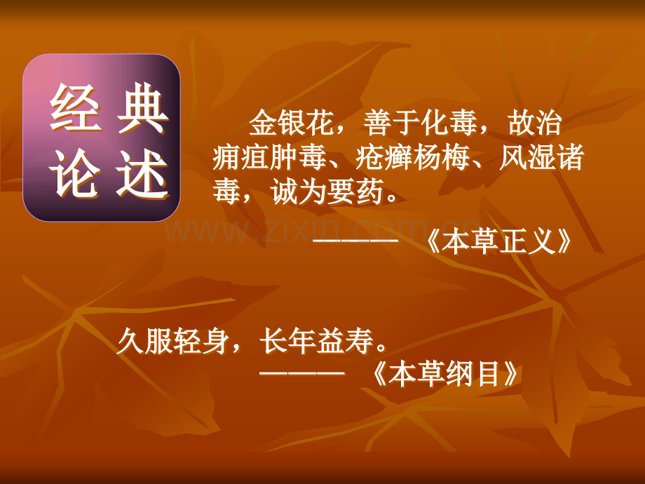 金银花.ppt_第2页