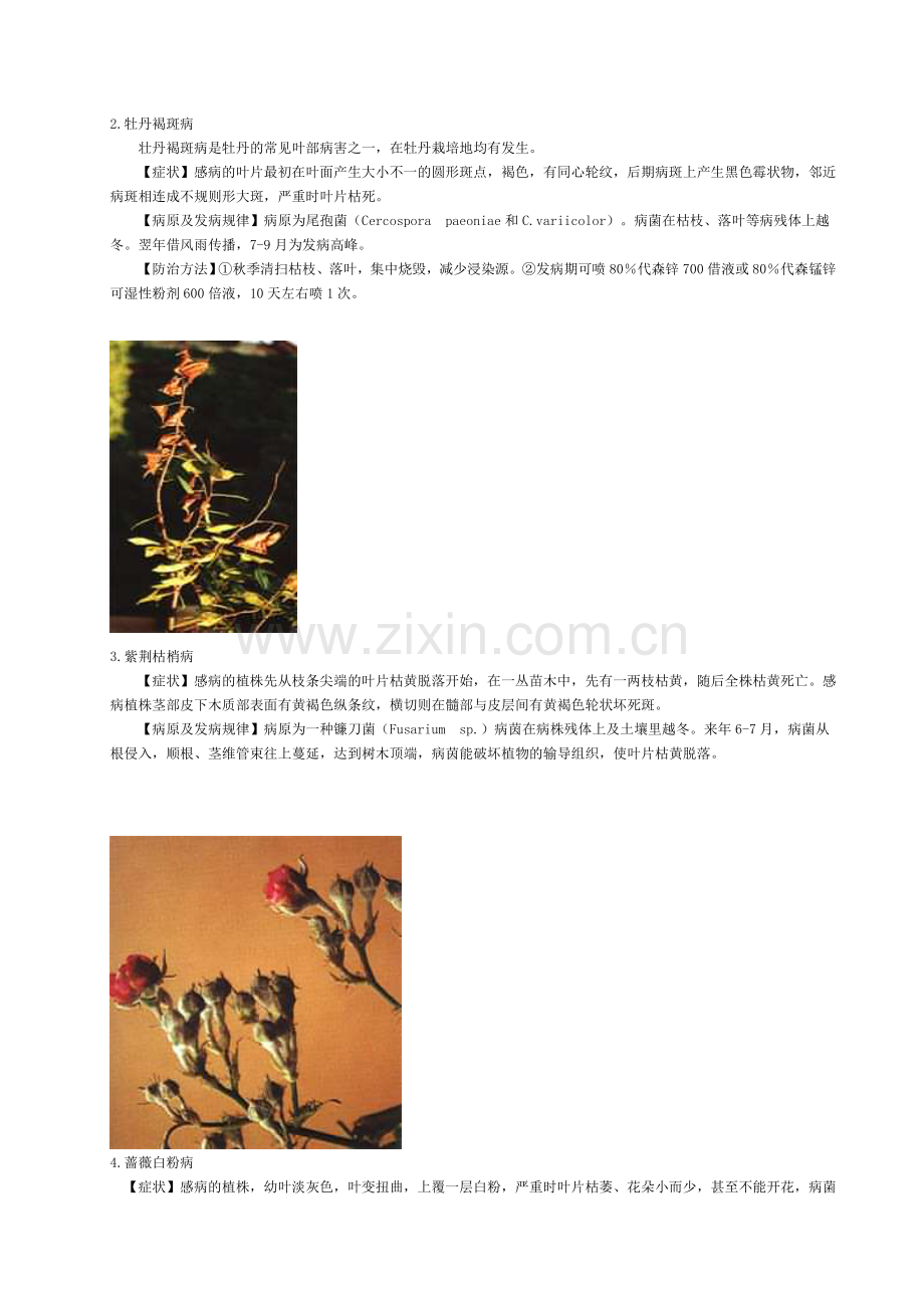 图文·40种花卉病虫害防治.doc_第2页