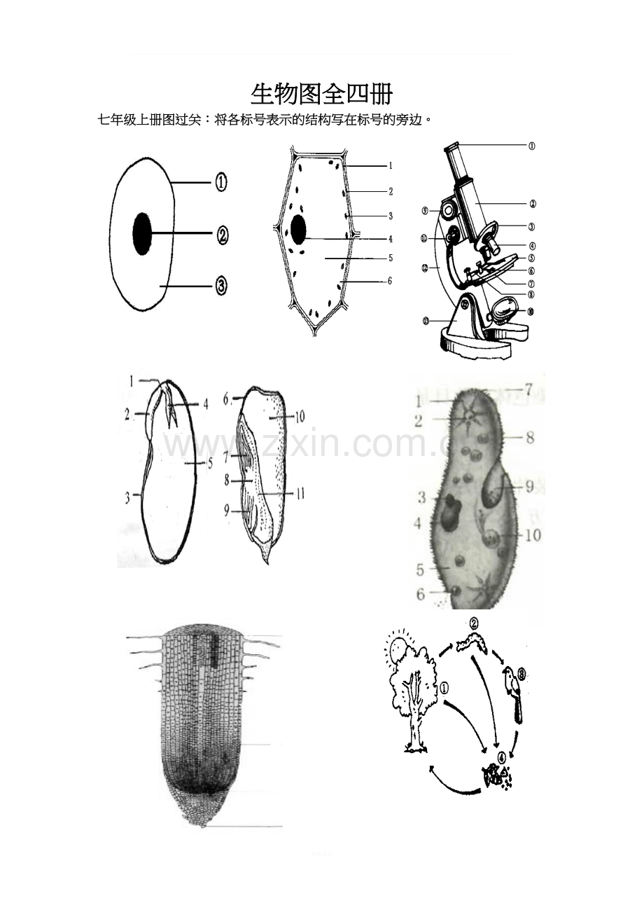 整理版初中生物中考识图专题训练---全四册---有答案(中考总复习).doc_第1页