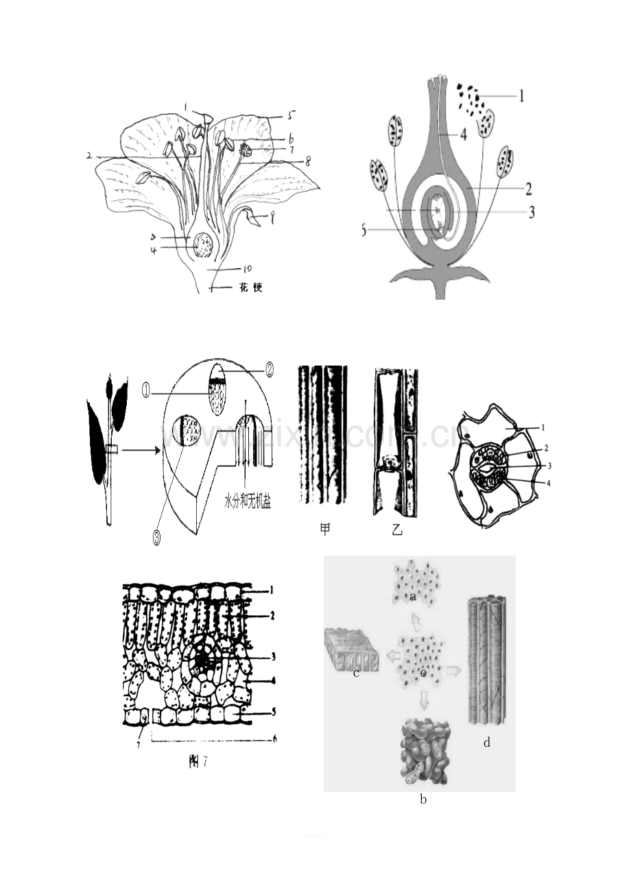 整理版初中生物中考识图专题训练---全四册---有答案(中考总复习).doc_第2页