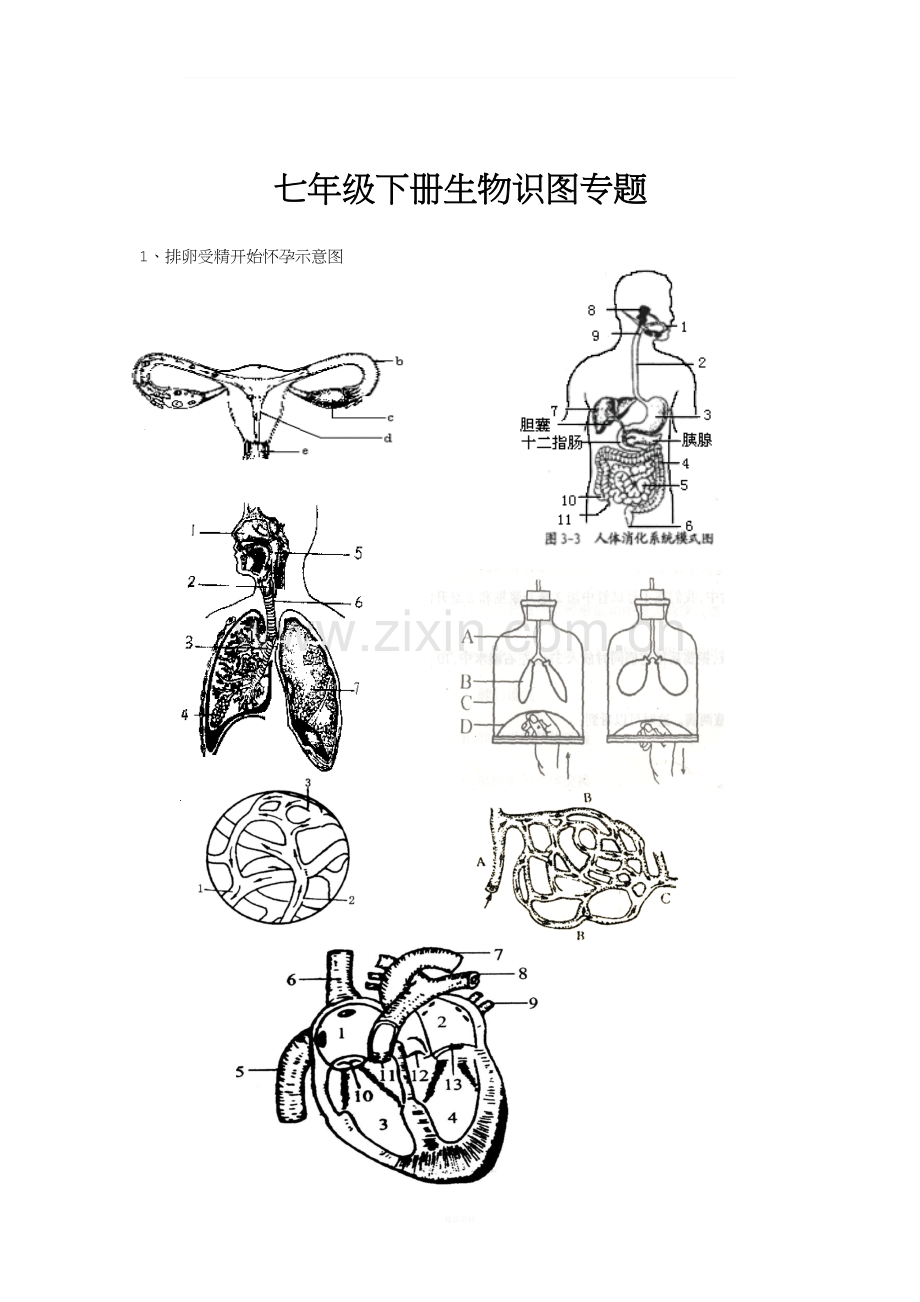 整理版初中生物中考识图专题训练---全四册---有答案(中考总复习).doc_第3页