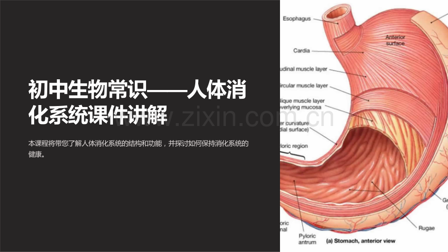 《初中生物常识——人体消化系统课件讲解》.ppt_第1页