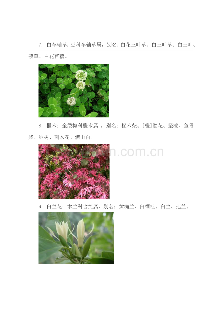 -厦门103种常见植物.doc_第3页