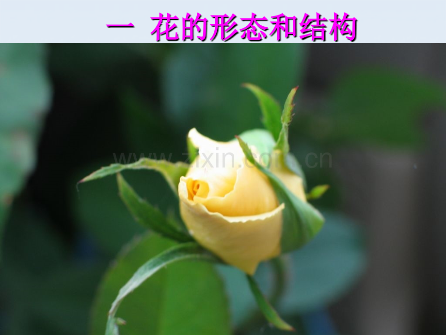 花的组成和结构.ppt_第2页