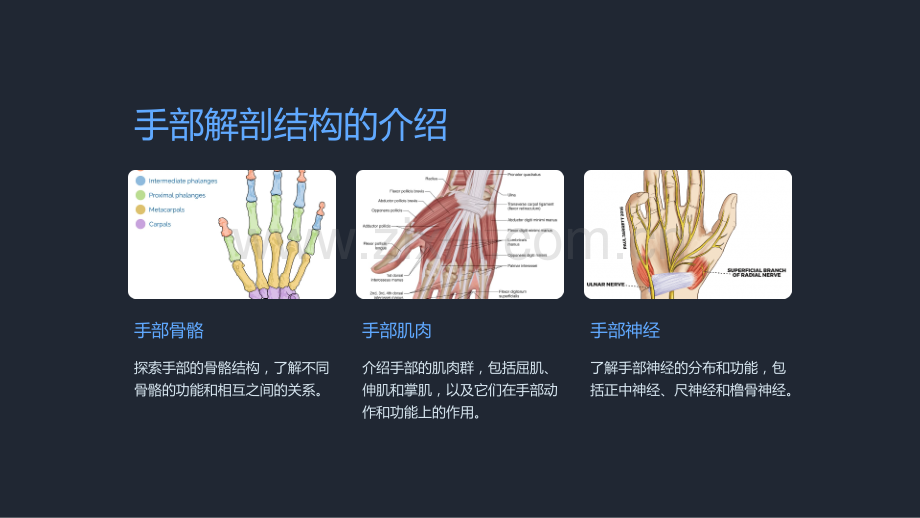 基于人体解剖学的手部常见病治疗与护理课件.ppt_第3页