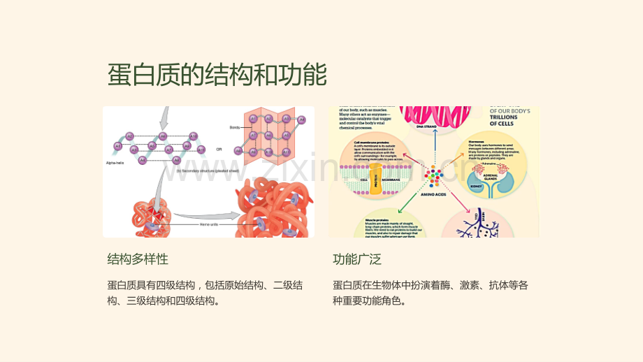 《高一生物教科书课件：生物的分子基础》.ppt_第3页