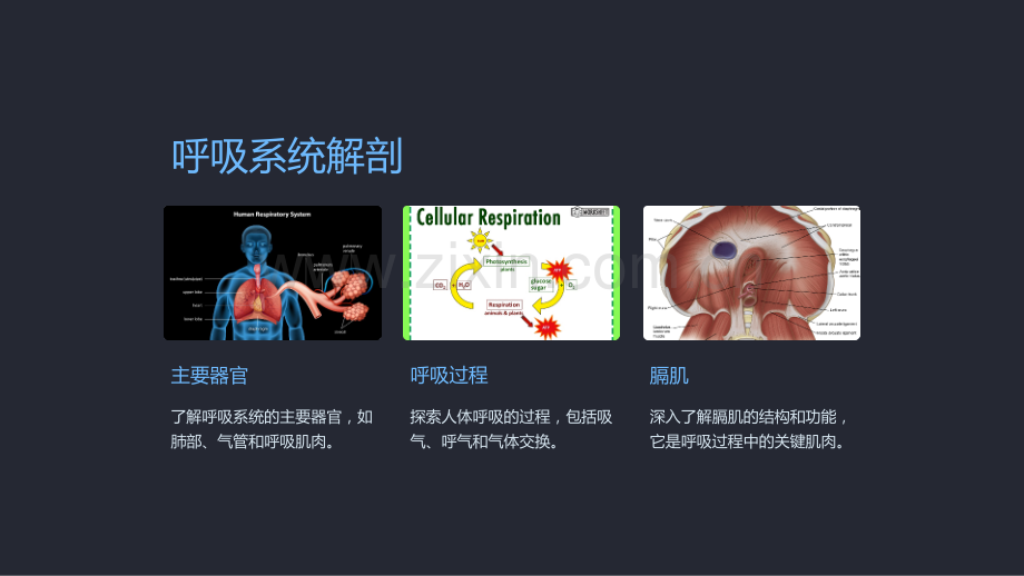 《高中生物课件：人体解剖与生殖系统》.ppt_第3页