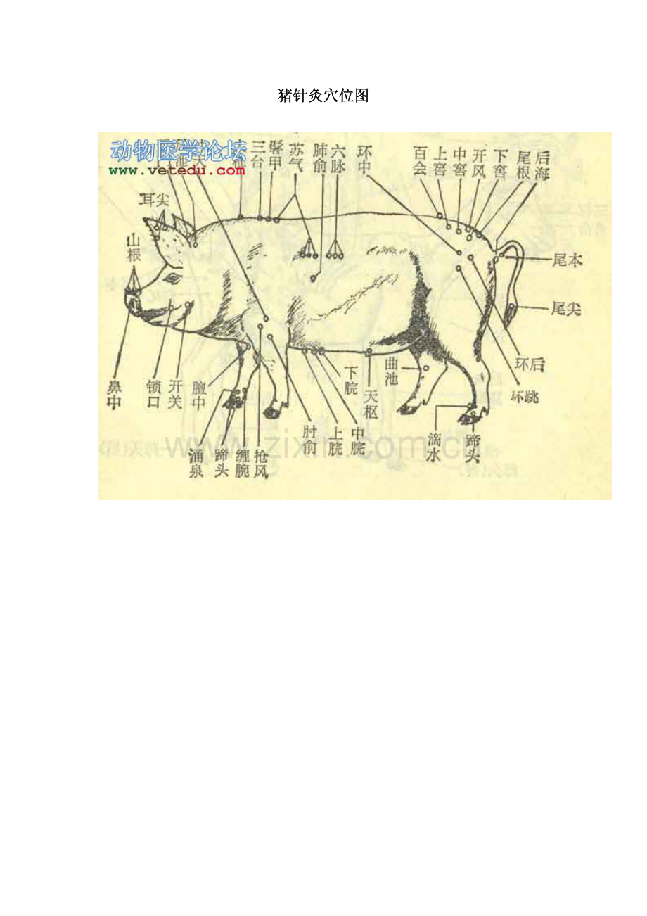 猪针灸穴位图.doc_第1页