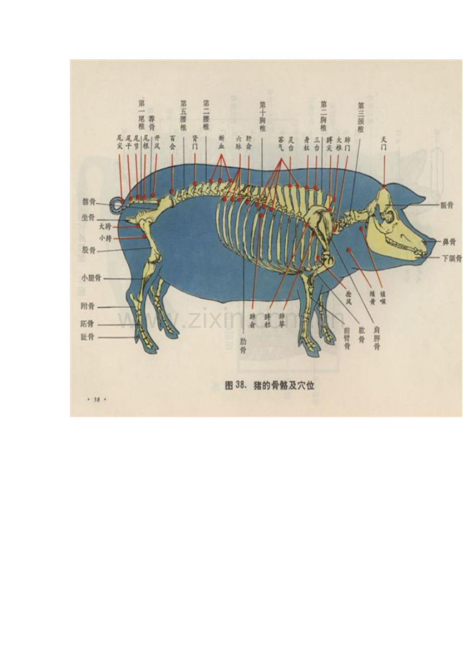 猪针灸穴位图.doc_第2页