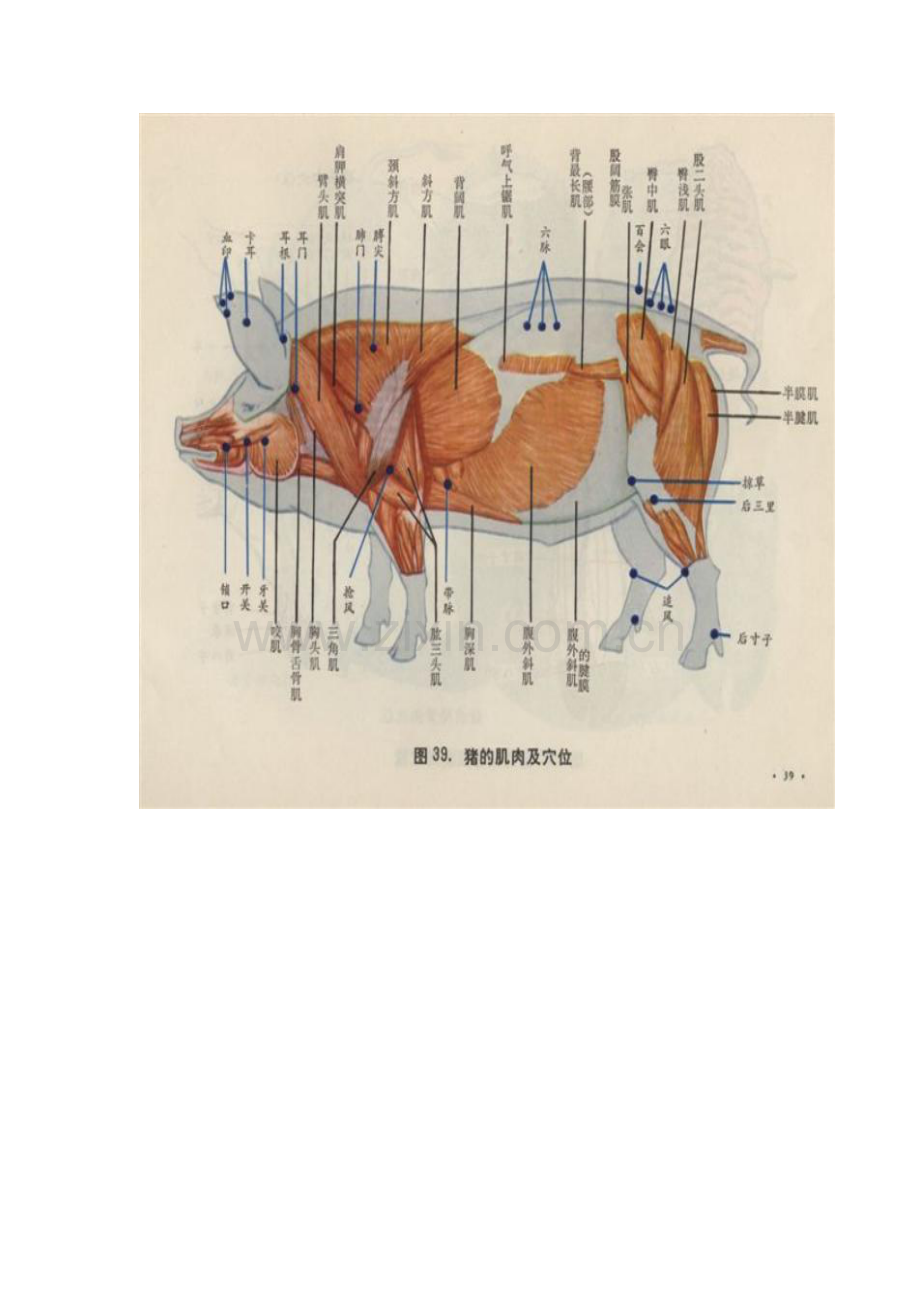 猪针灸穴位图.doc_第3页