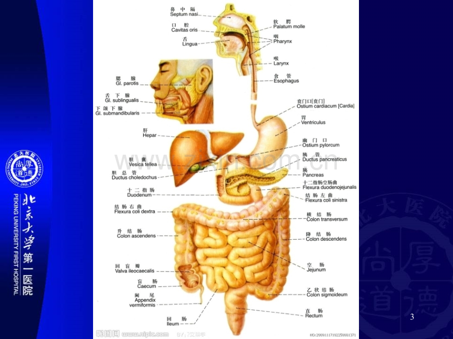 胃肠道基本病变的影像表现.ppt_第3页