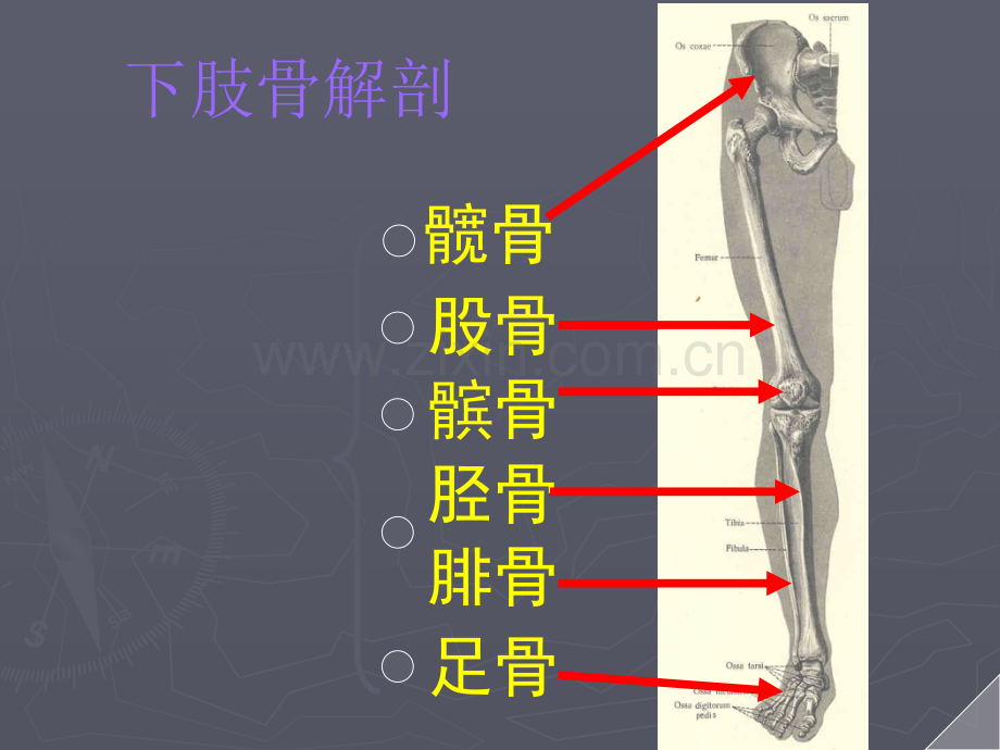 下肢骨折术后功能锻炼.ppt_第2页