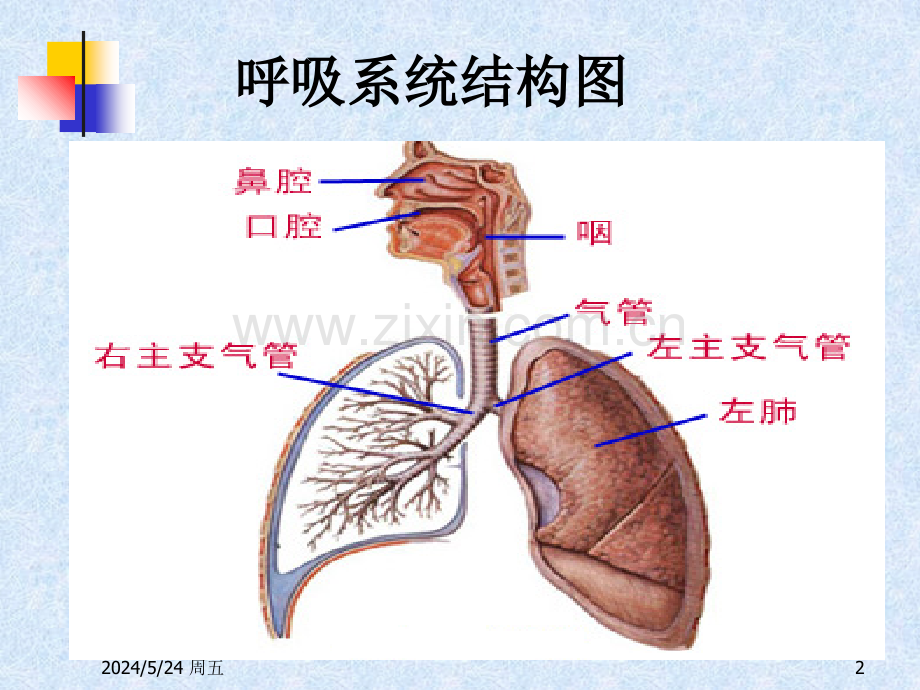 呼吸系统用药.ppt_第2页