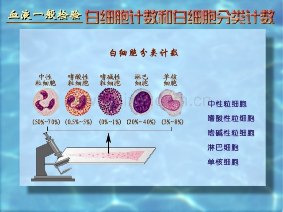 血液学检查.ppt_第3页