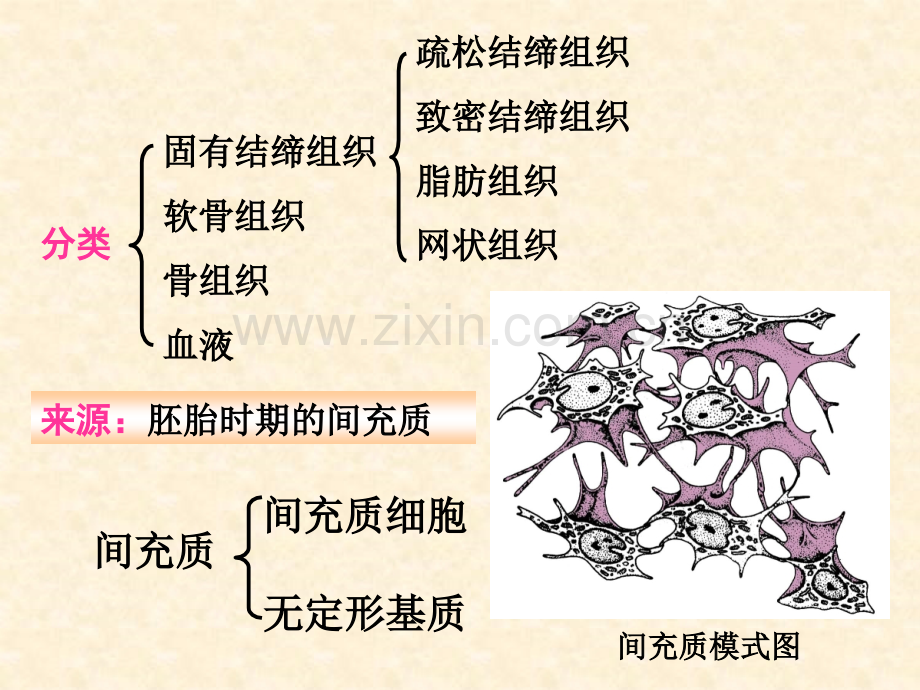 组织学与胚胎学组胚结缔组织.ppt_第3页