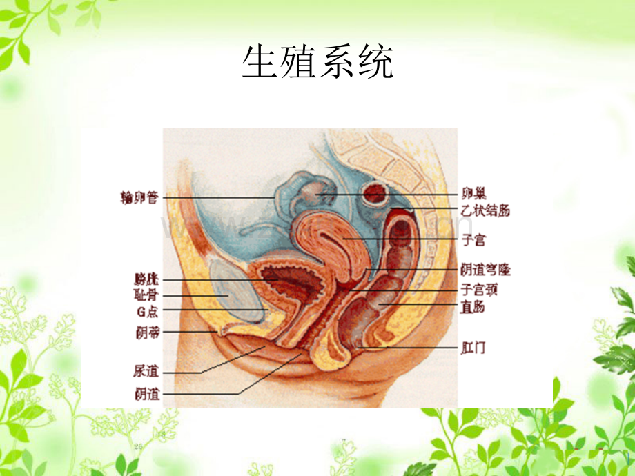 生殖免疫系统课时.pptx_第2页