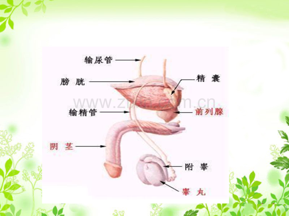 生殖免疫系统课时.pptx_第3页