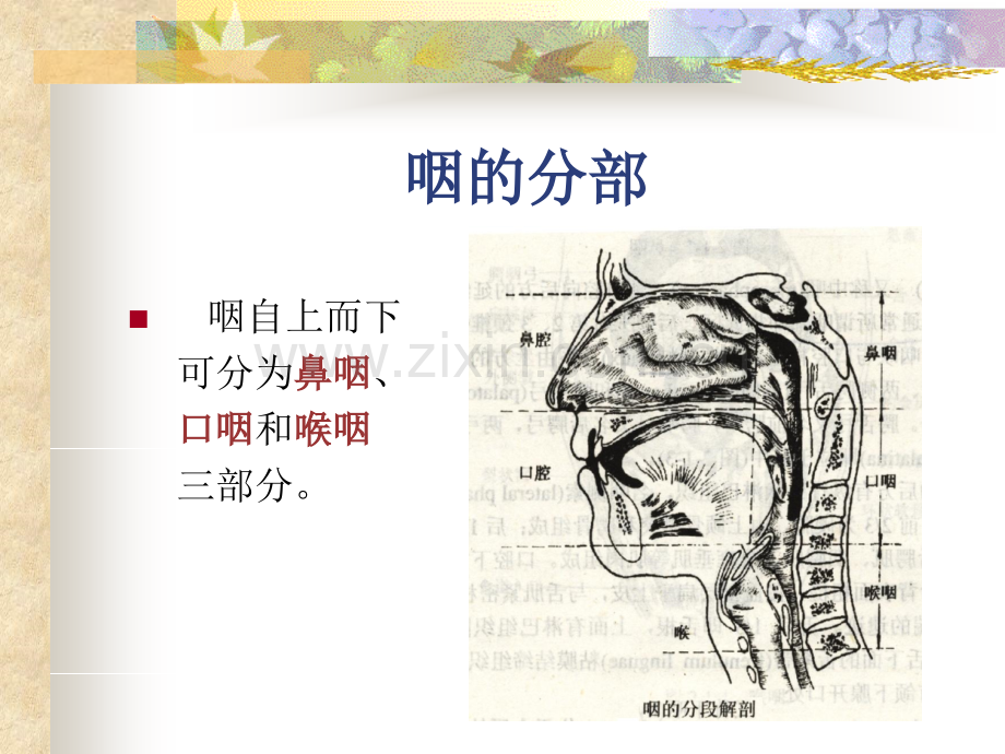 咽的应用解剖学及生理学.ppt_第3页